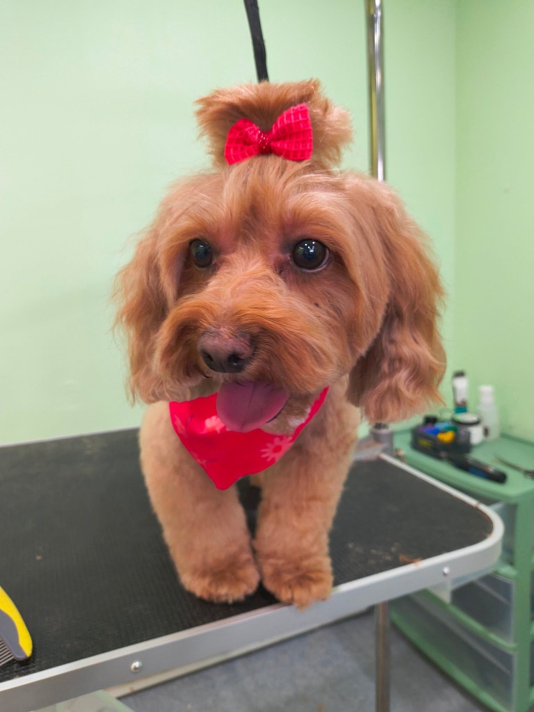 Cavapoo freshly groomed at La Groom Philadelphia
