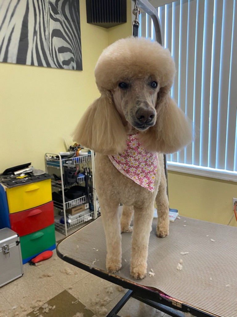 Standard Poodle after grooming at La Groom