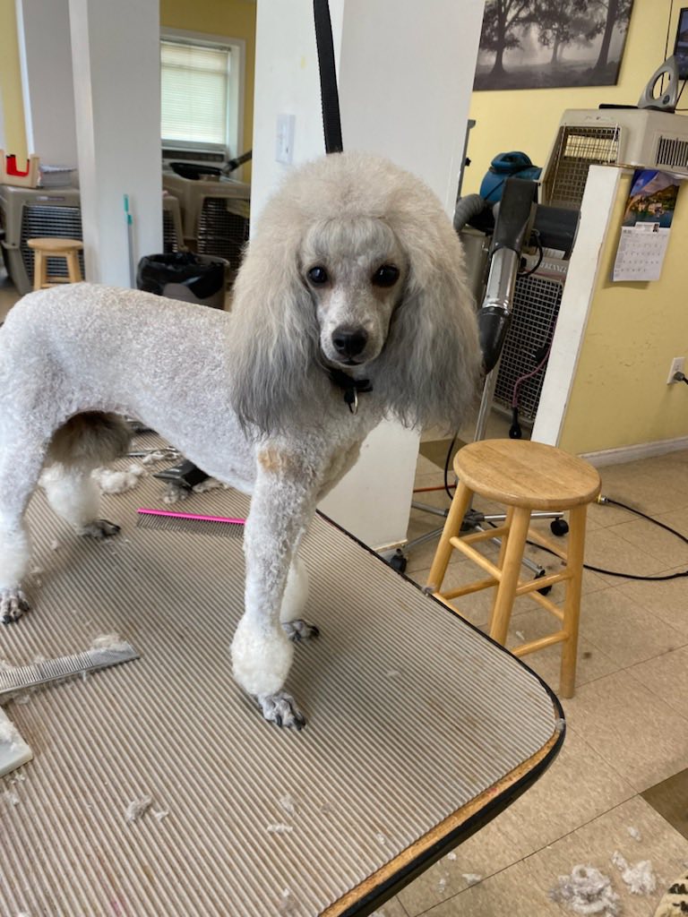 Two Shih Tzus after grooming at La Groom