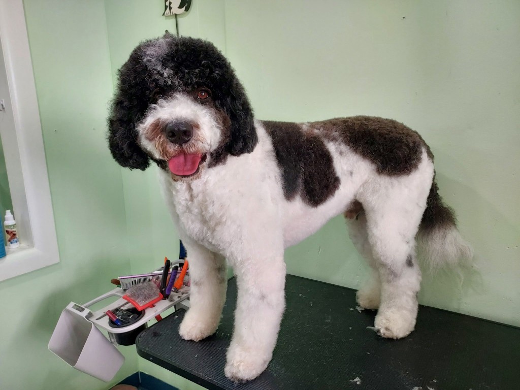 Black and white Poodle mix after grooming at La Groom
