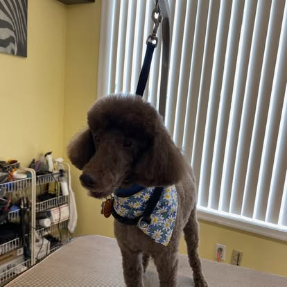 Brown Poodle after grooming at La Groom