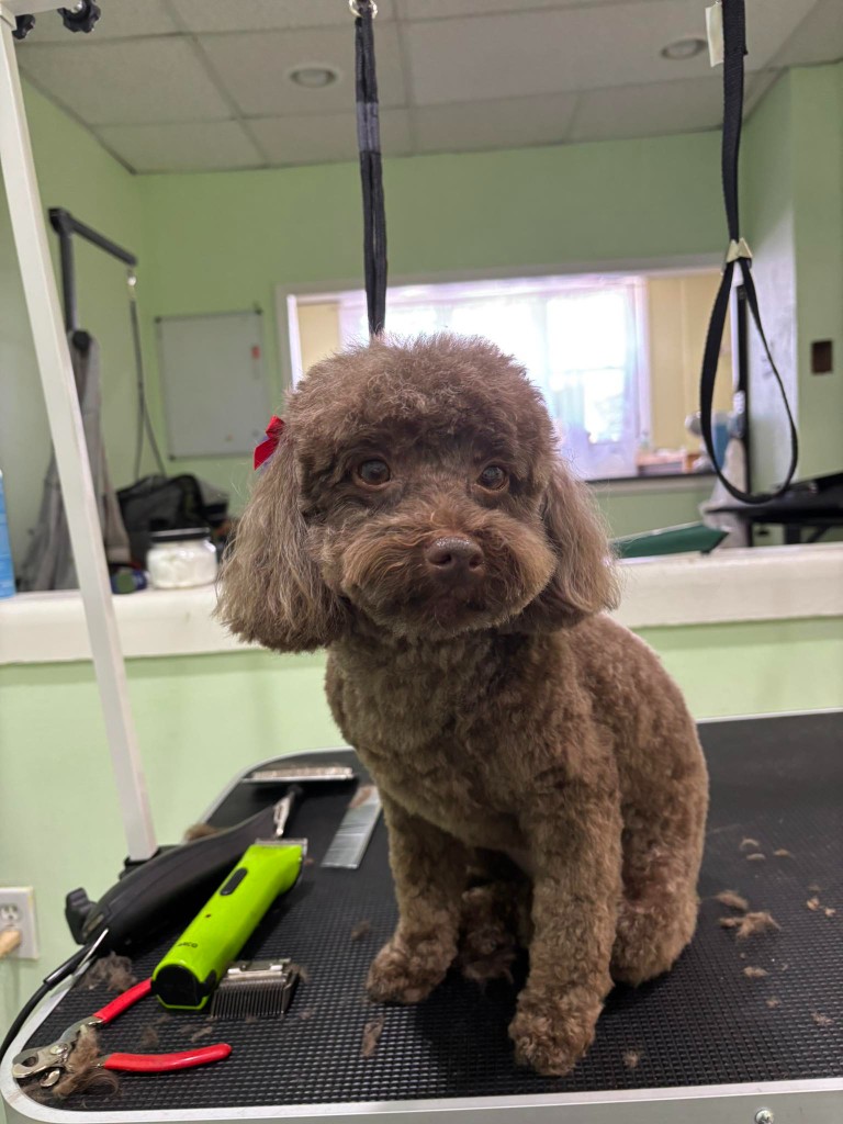 Chocolate Poodle at La Groom Philadelphia