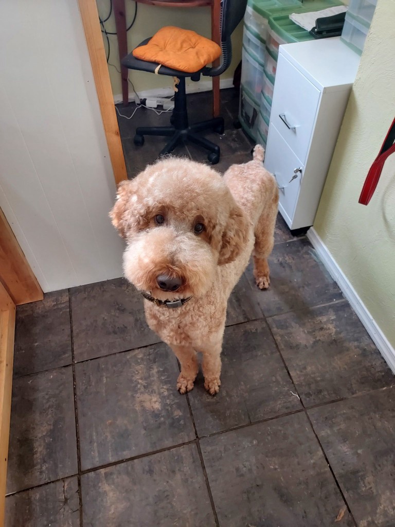 Apricot Poodle after grooming at La Groom